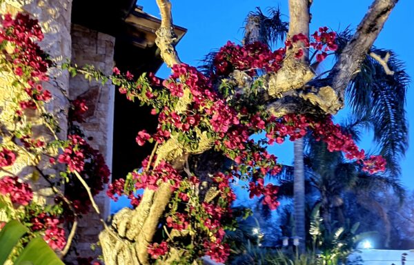 La Verbena – Location Eventi Galleria 8
